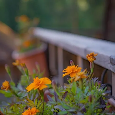 Soesauna Farmstay * Vetla